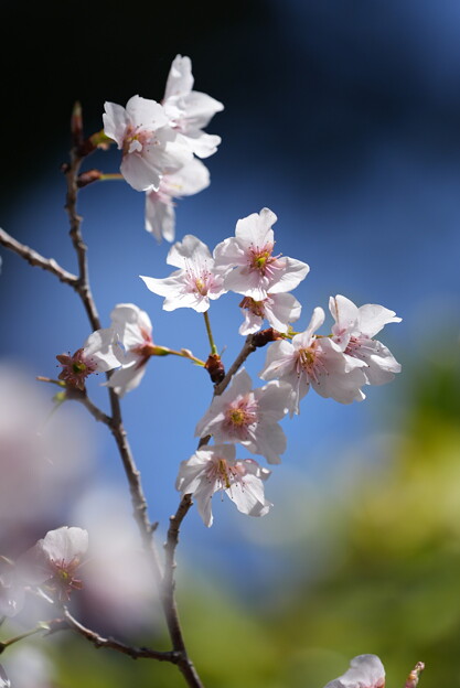 写真: 豆桜（まめざくら）