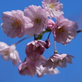 写真: 春月花（しゅんげつか）