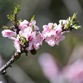 写真: 桃の花