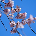 写真: 枝垂れ桜（しだれざくら）
