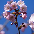 写真: 春月花（しゅんげつか）
