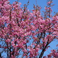 桜（さくら）