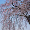 写真: 枝垂れ桜（しだれざくら）