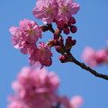 写真: 横浜緋桜（よこはまひざくら）