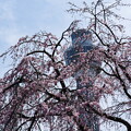 桜とマリンタワー
