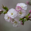 写真: 八重桜（やえざくら）