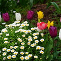 春の花壇の花々