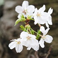 写真: 胴吹き桜（どうふきさくら）
