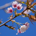 写真: 大寒桜（おおかんざくら）