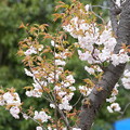 写真: 山桜（やまざくら）