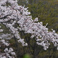 写真: 桜（さくら）