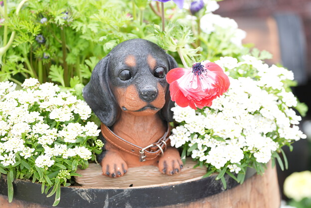 写真: 花壇の犬
