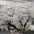写真: 開港記念広場の桜