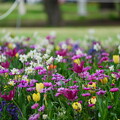 写真: 春の山下公園花壇