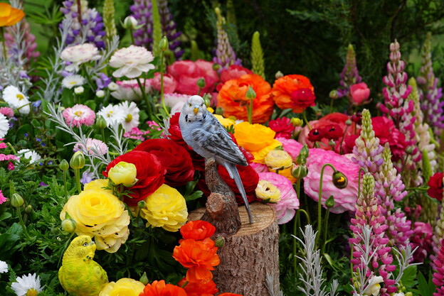 写真: 花壇の鳥