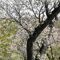 写真: 桜（さくら）