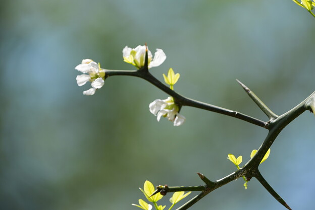 写真: カラタチの花