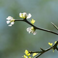 写真: カラタチの花