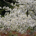 桜（さくら）