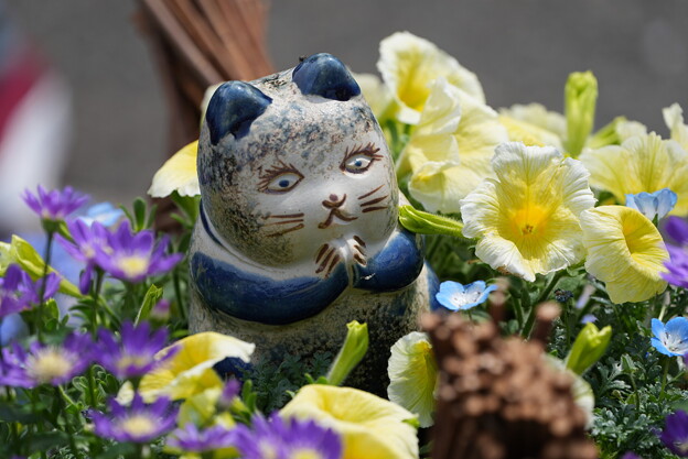 写真: 花壇の猫