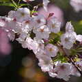 写真: 御殿場桜（ごてんばざくら）