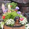 写真: 花壇の犬