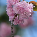 写真: 八重桜（やえざくら）
