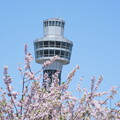 写真: 桜とマリンタワー