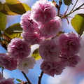 八重桜（やえざくら）