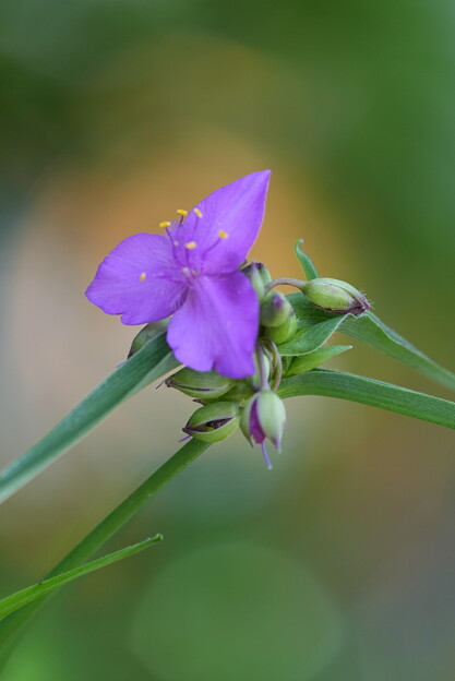 写真: 紫露草（むらさきつゆくさ）