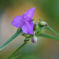 写真: 紫露草（むらさきつゆくさ）