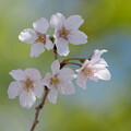 写真: 豆桜（まめざくら）