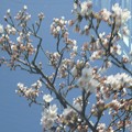 Photos: フロントガラスの桜