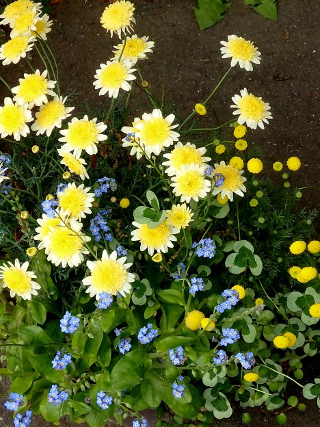 花壇の花