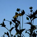 写真: 黄色い花(ルドベキア)