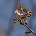 ヒマラヤ桜咲きだしました