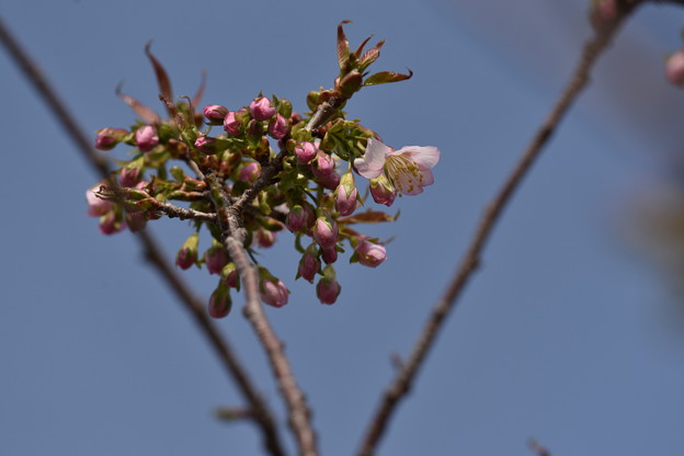 写真: ヒマラヤ桜咲きだしました