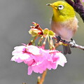 写真: メジロと陽光桜