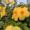 写真: ヤンゴンの花 (3)