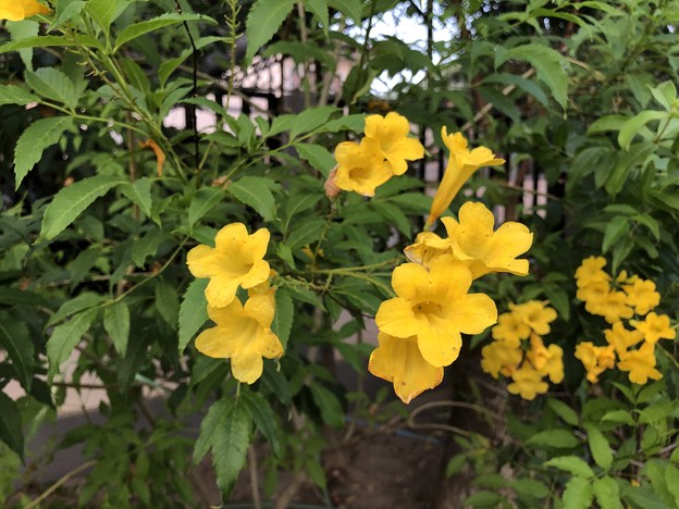写真: ヤンゴンの4月の花 (4)