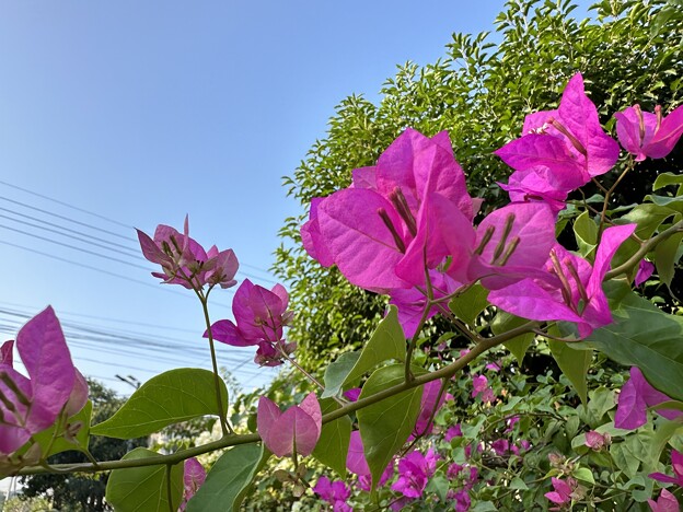 今見れるミャンマーの花　1月 (3)