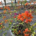 ヤンゴンで今見れる花1月30日 (2)
