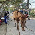 写真: 馬があるくat YANGON (1)