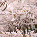 写真: 家山の桜　満開