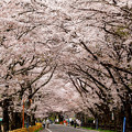 写真: 家山の桜トンネル