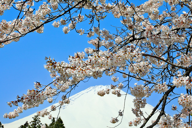 写真: 桜の小路から