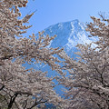 Photos: 桜富士