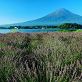 写真: 富士にラベンダー