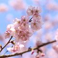 写真: 大寒桜