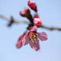 写真: 堺ブランド桜（与謝野晶子）